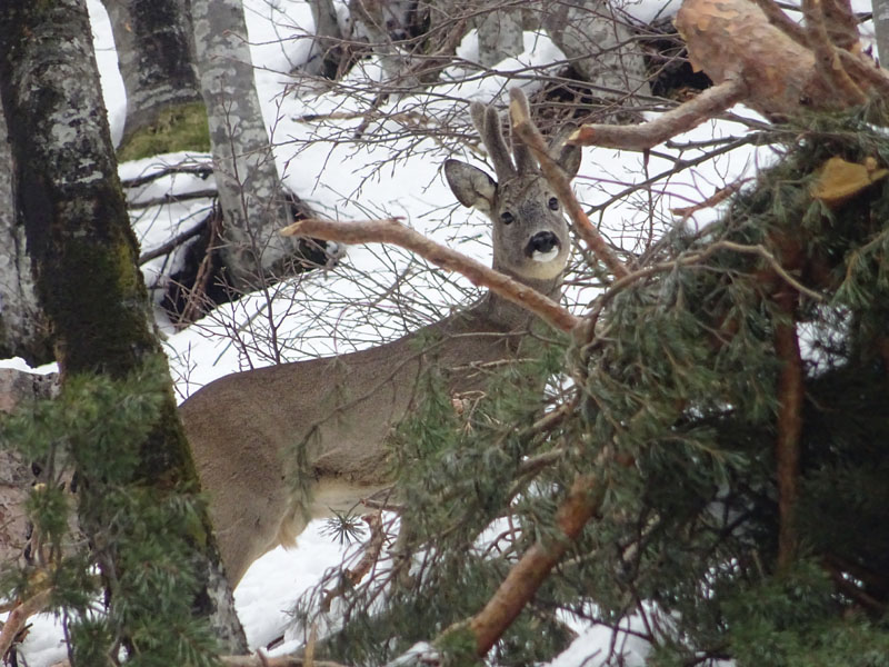 Capreolus capreolus....giovane